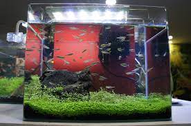 10 gallon Fish Tank