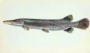Alligator gar fish
