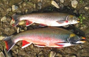 trout species