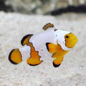 types of clownfish