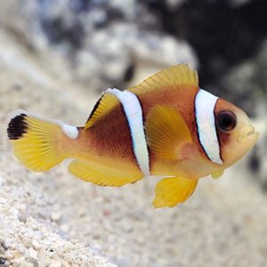 types of clownfish