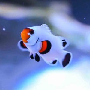Wyoming white clownfish