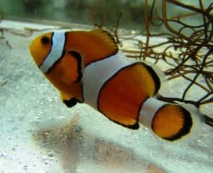 false clownfish