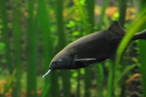 gnathonemus petersii elephantnose fish