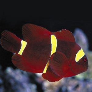 gold stripe maroon clownfish