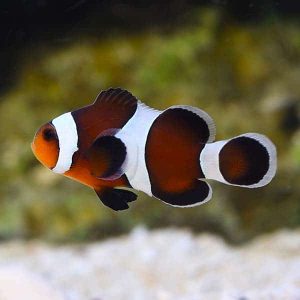mocha clownfish