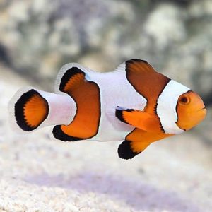 mocha clownfish
