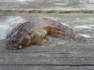 oyster toadfish