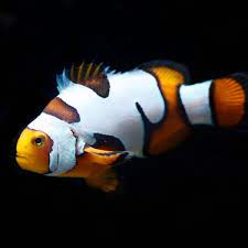 picasso clownfish