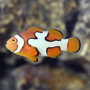 picasso clownfish
