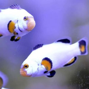 platinum clownfish