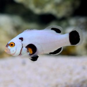 platinum clownfish