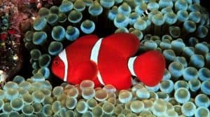 red clownfish