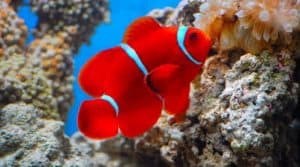 red clownfish