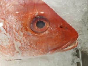 snapper fish