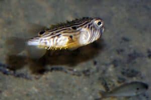 striped burrfish