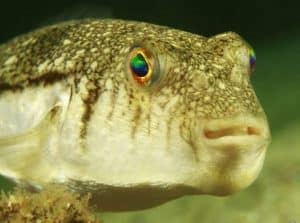 toadfish