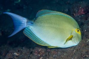 yellowfin surgeonfish