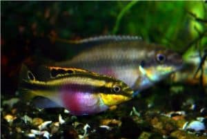 Kribensis cichlids fish