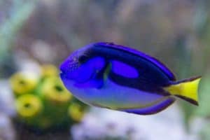 Pacific blue tang fish