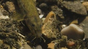 Stone loach fish