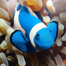 blue clownfish