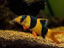 clown loach fish
