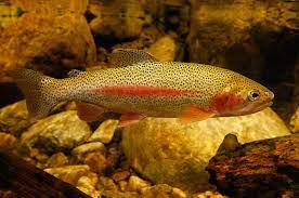 golden rainbow trout