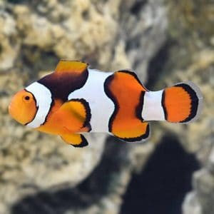 onyx clownfish