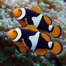 onyx clownfish