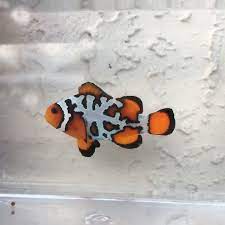 premium snowflake clownfish