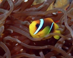 red sea clownfish