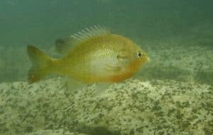 redbreast sunfish