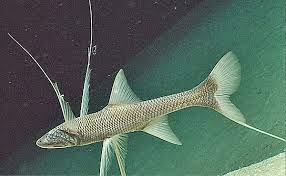 tripod fish bathypterois grallator