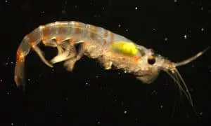 Krill fish