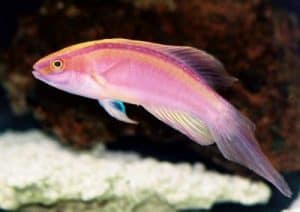 Rose band fairy wrasse