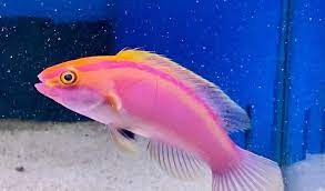 Rose band fairy wrasse