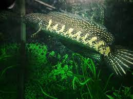 golden cobra snakehead