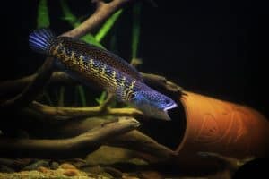 golden cobra snakehead