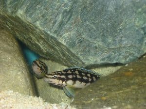 julidochromis marlieri