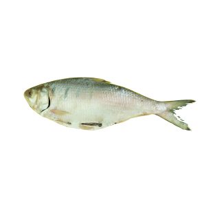 palla fish