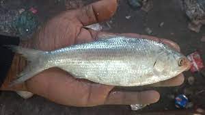 palla fish