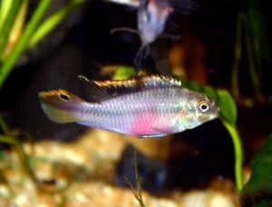 pelvicachromis pulcher