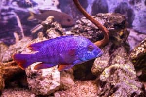 purple peacock cichlid
