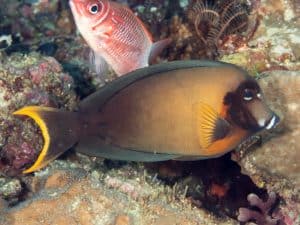 Acanthurus pyroferus - chocolate surgeonfish