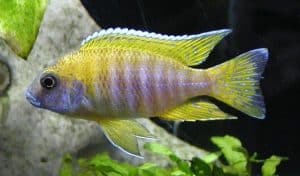 Aulonocara baenschi - yellow peacock cichlid
