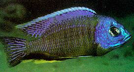 Parachromis friedrichsthalii - Yellowjacket Cichlid