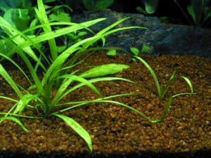 dwarf sagittaria plants