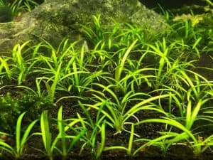 dwarf sagittaria plants