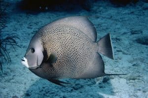gray angelfish - pomacanthus arcuatus